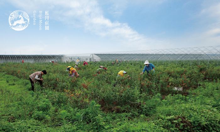 與自然共生--《藍(lán)月莊園》VIS設(shè)計(jì)