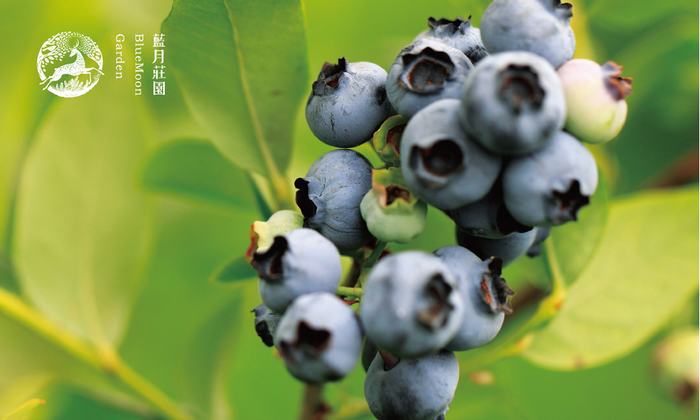 與自然共生--《藍(lán)月莊園》VIS設(shè)計(jì)